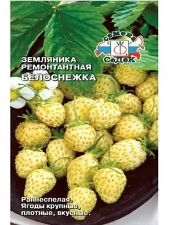 Земляника Белоснежка ( мелкоплодная ремонтант.) СеДек 156579100 купить за 132 ₽ в интернет-магазине Wildberries