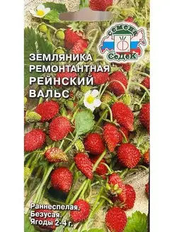 Земляника Рейнский Вальс ремонтантная СеДек 156579104 купить за 128 ₽ в интернет-магазине Wildberries