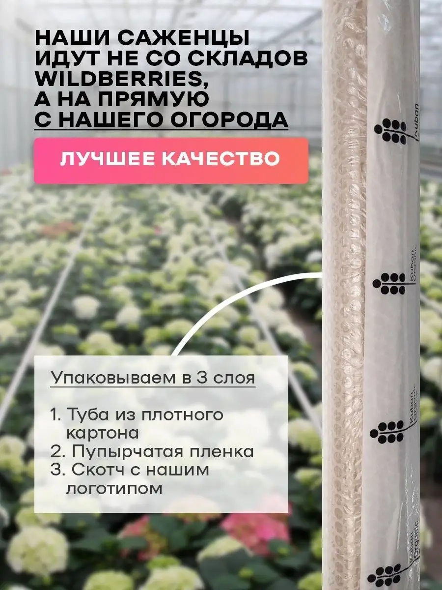 Саженец гортензия Сбежавшая Невеста Kuban Organic Group 156659751 купить в  интернет-магазине Wildberries