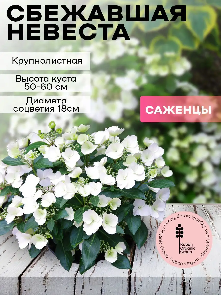 Саженец гортензия Сбежавшая Невеста Kuban Organic Group 156659751 купить в  интернет-магазине Wildberries