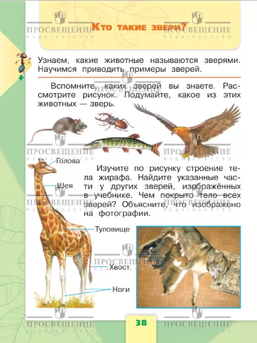 Окружающий мир 1 класс Учебник Часть 1 ФГОС Плешаков Просвещение 156660906  купить за 710 ₽ в интернет-магазине Wildberries