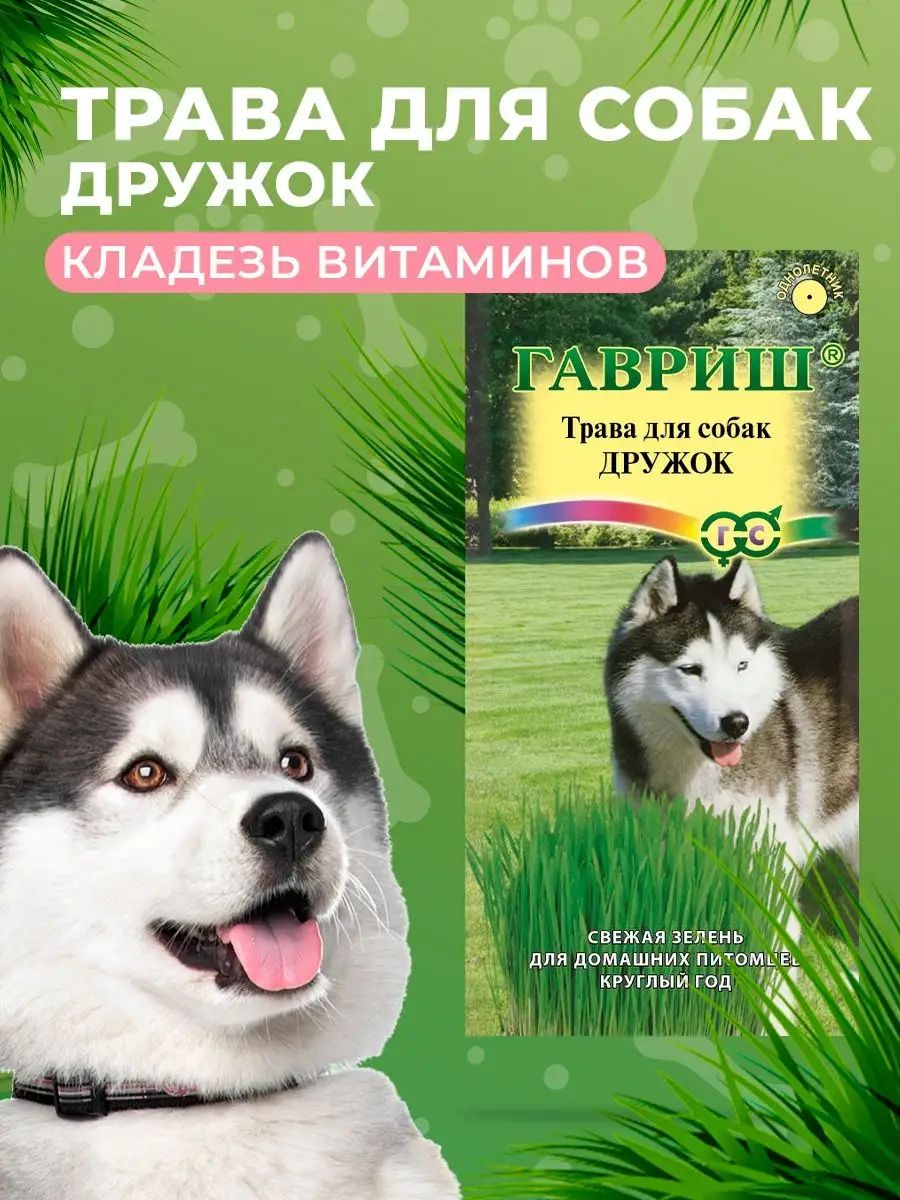 Семена Травы для собак Дружок зелень для животных