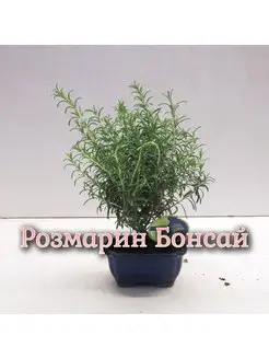 Крым Море в интернет-магазине Wildberries