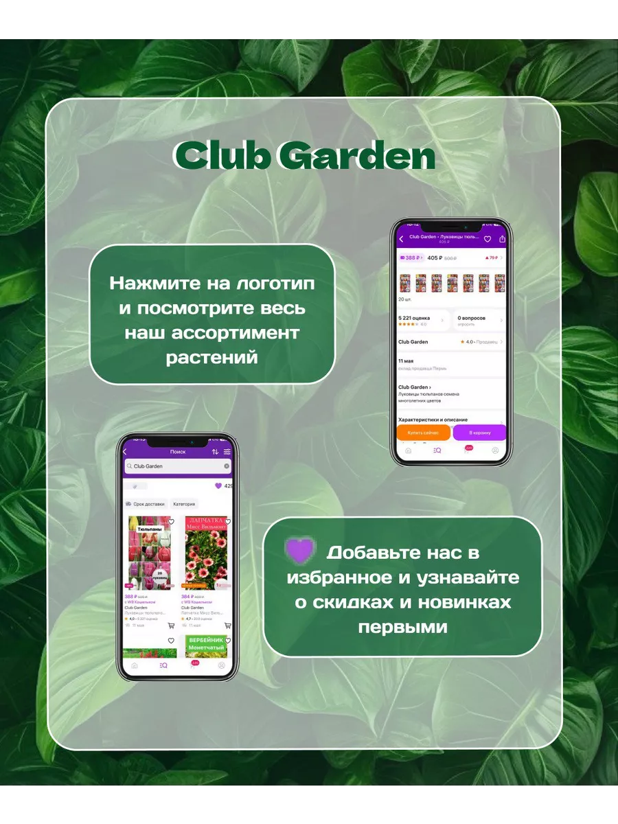 Примула многолетняя саженец Club Garden 157847392 купить в  интернет-магазине Wildberries