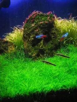 Элеохарис парвулус (парвула).Живое аквариумное растение Aqua_Plants 157975270 купить за 373 ₽ в интернет-магазине Wildberries