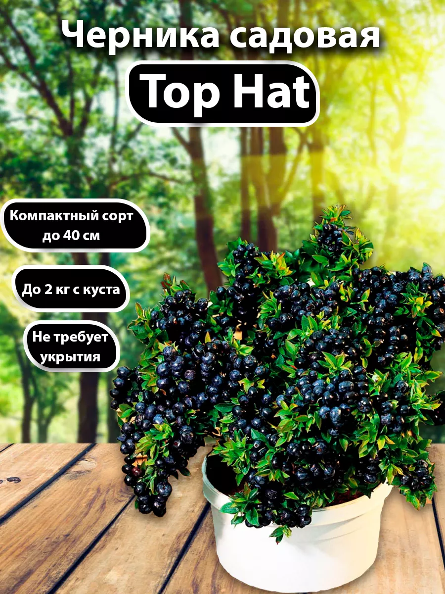 Черника садовая Top Hat Садовые Растения 157987399 купить за 607 ₽ в  интернет-магазине Wildberries