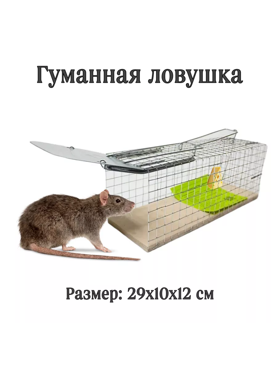 Как избавиться от грызунов на даче или в частном доме: крысоловка своими руками