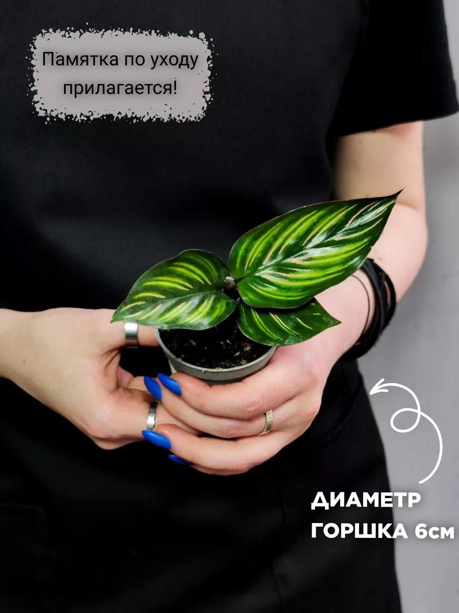 Калатея Орната (Calathea Ornata) D6см Exotica 158188914 купить в  интернет-магазине Wildberries