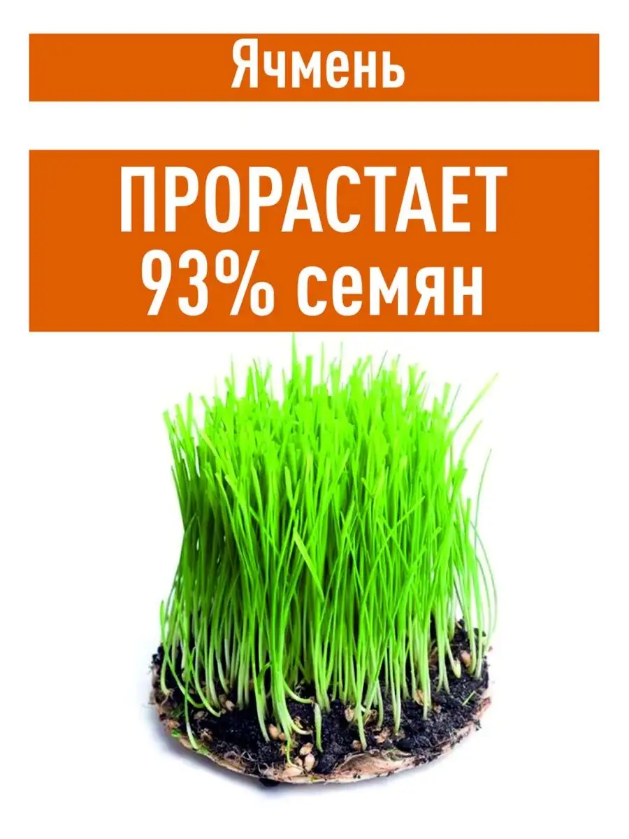 Ячмень не очищенный, 2 кг для проращивания Склад Полезных Продуктов  158205027 купить за 195 ₽ в интернет-магазине Wildberries