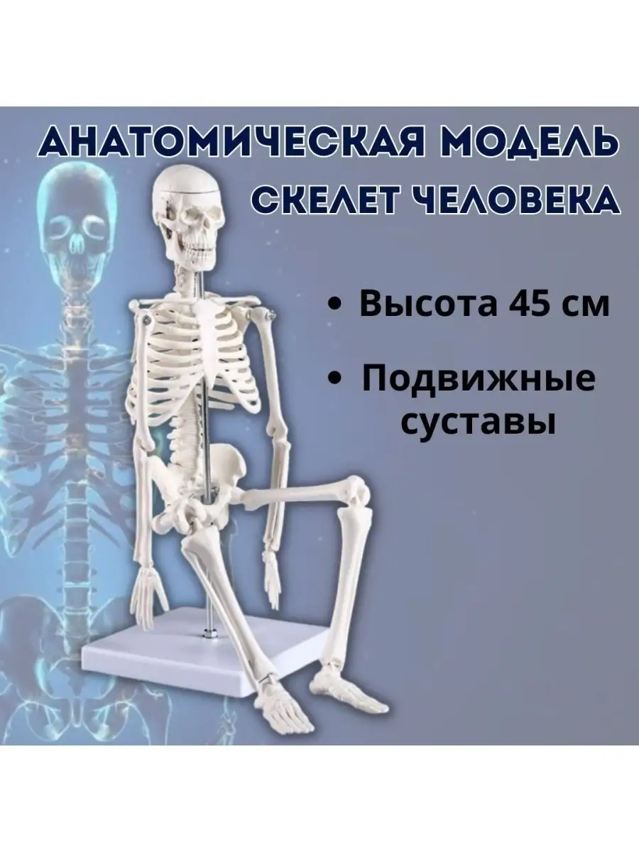 Макет Скелет человека 45 см