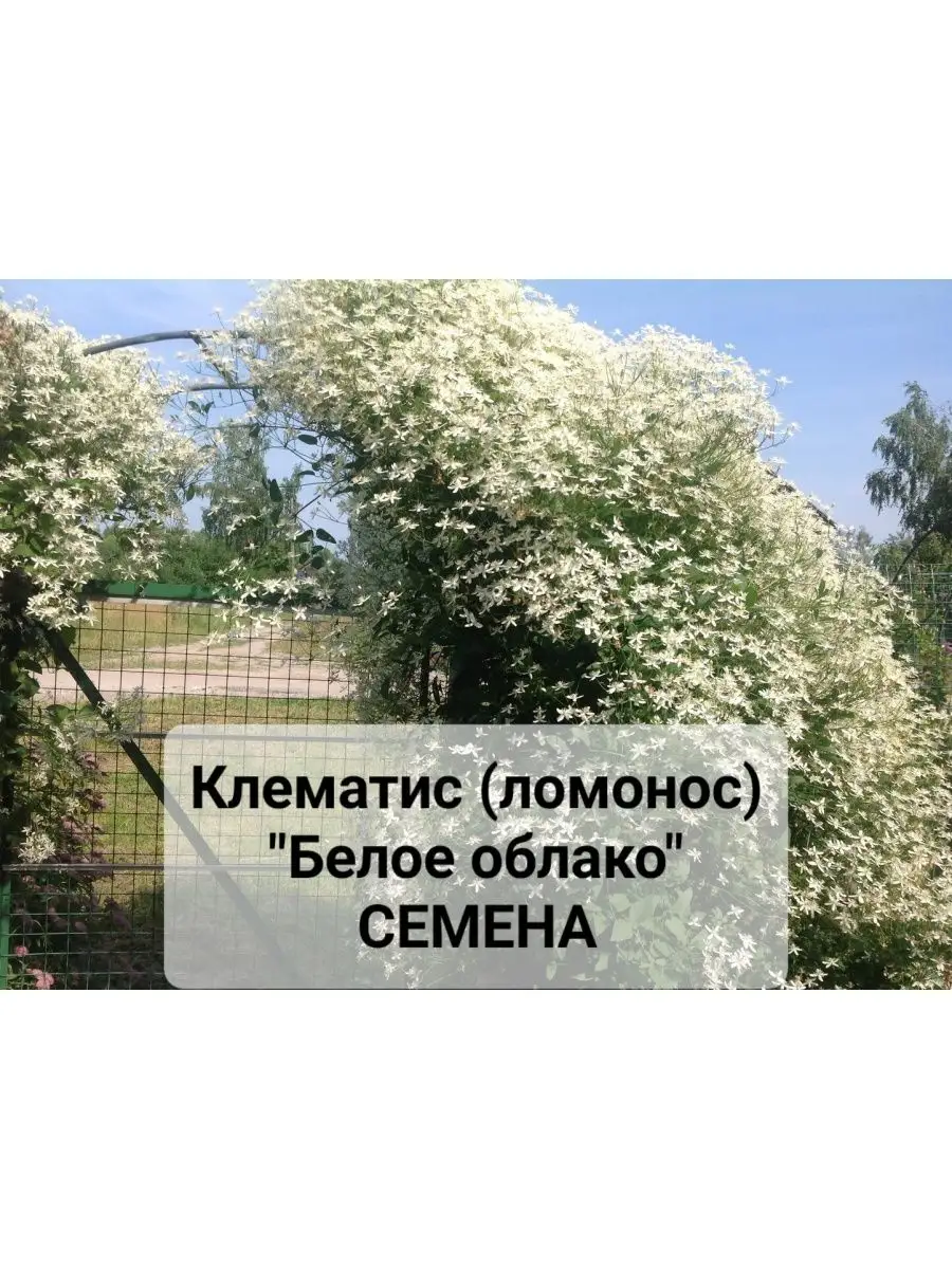 Клематис 