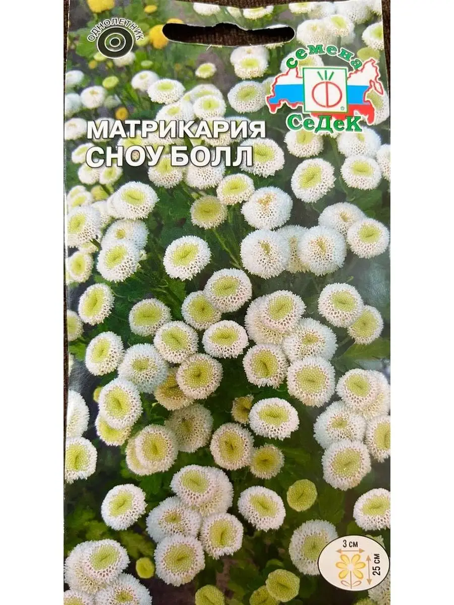 Алиссум сноу болл. Snowball. Сноу болл. __snow. Хризантема сноу бол на клумбе.