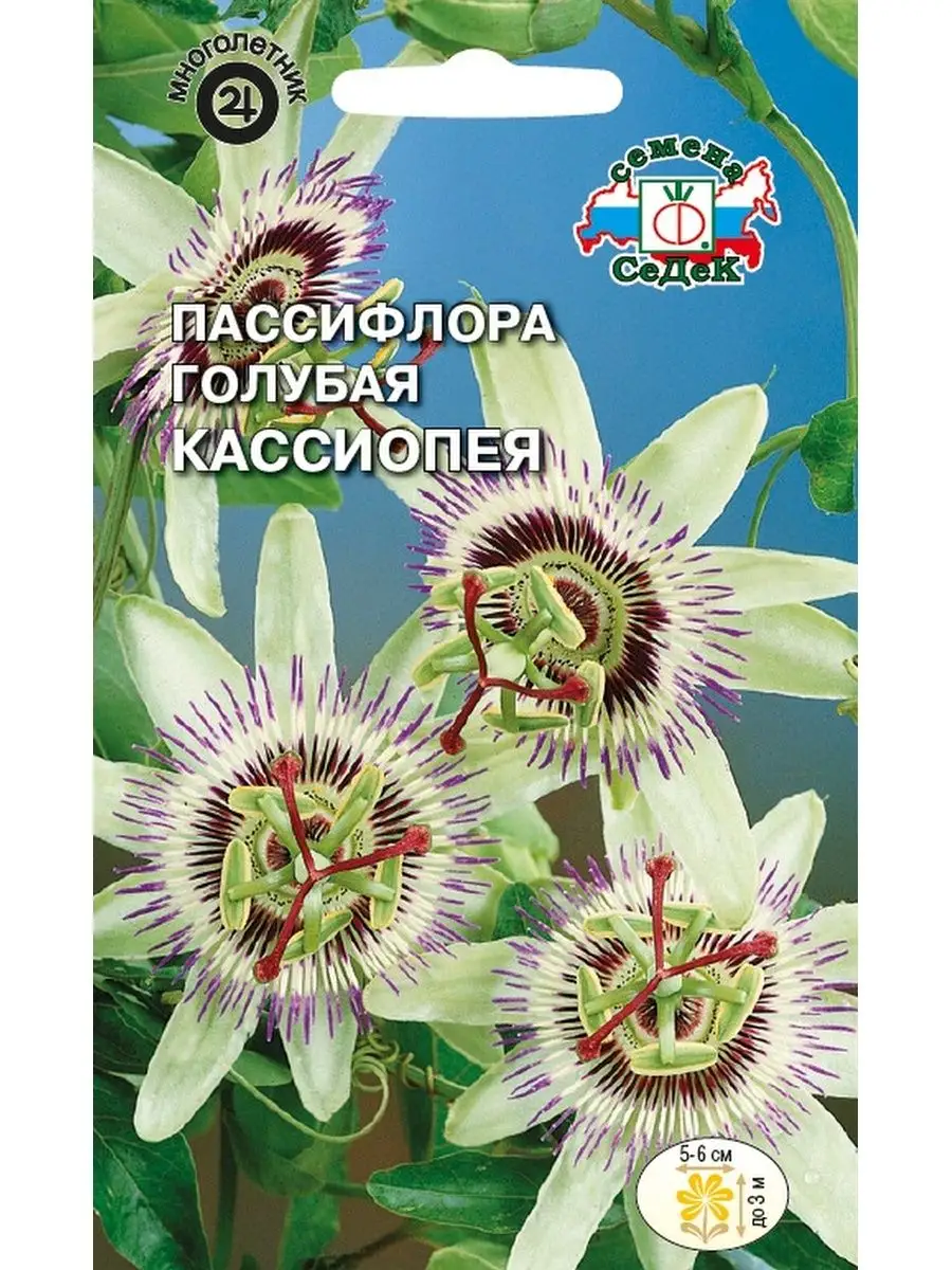 Пассифлора Кассиопея