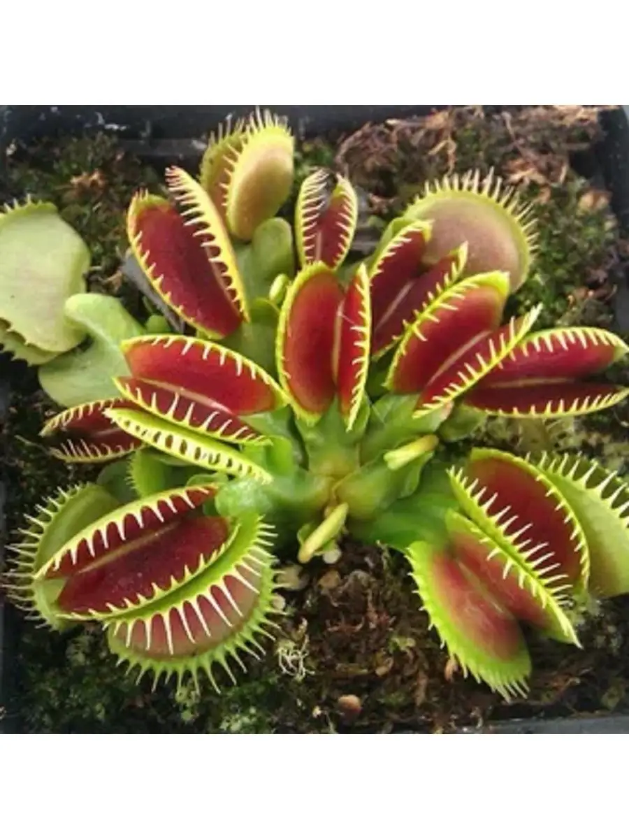 Семена ВЕНЕРИНА МУХОЛОВКА 5 шт (Dionaea muscipula) хищник 158957664 купить  за 413 ₽ в интернет-магазине Wildberries