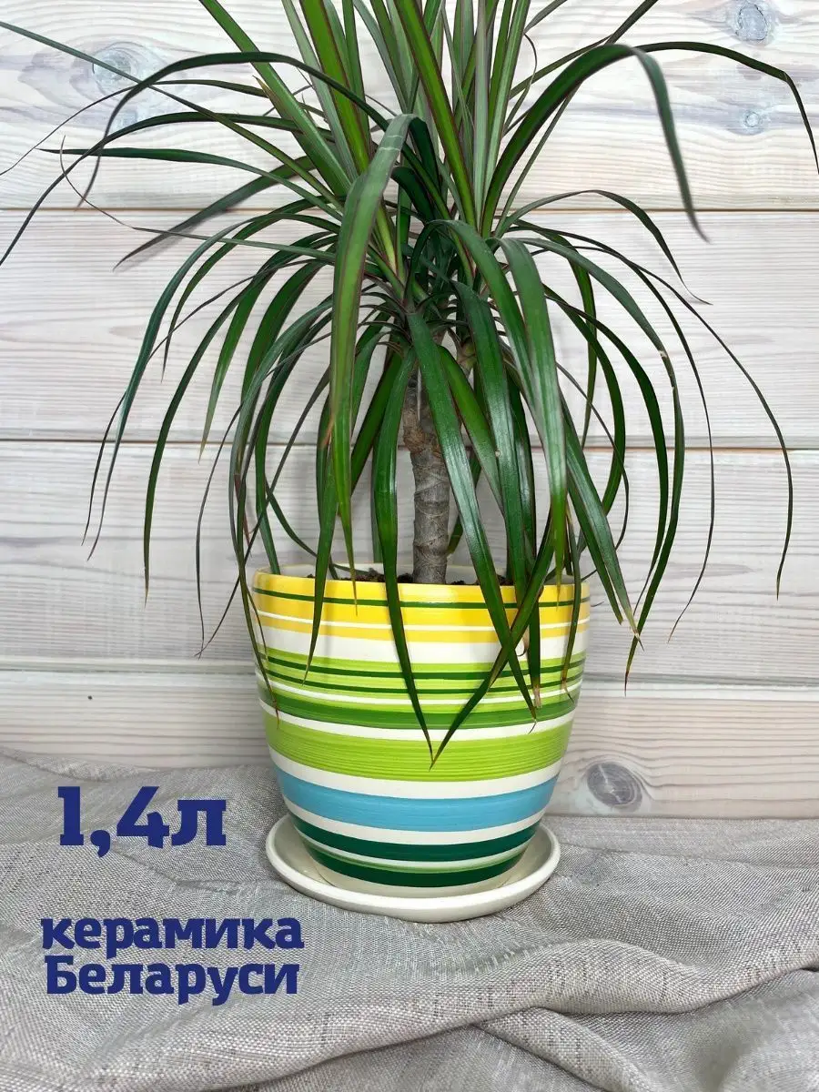 Цветочный горшок для фикуса Belceramic 159135759 купить в интернет-магазине  Wildberries