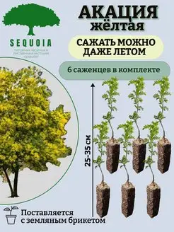 Акация Желтая 6 саженцев Питомник Секвойя 159140888 купить за 1 296 ₽ в интернет-магазине Wildberries