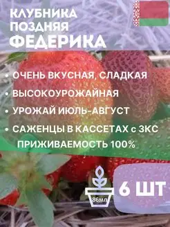 Клубника поздняя Федерика в кассетах 6шт Белорусские саженцы 159183338 купить за 673 ₽ в интернет-магазине Wildberries