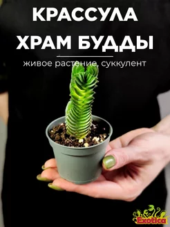 Суккулент Храм Будды (Crassula Buddha´s Temple) D5см Exotica 159234849 купить за 959 ₽ в интернет-магазине Wildberries