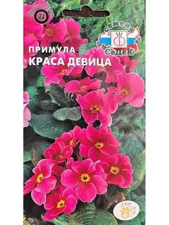 Примула Краса девица СеДек 159291138 купить за 136 ₽ в интернет-магазине Wildberries