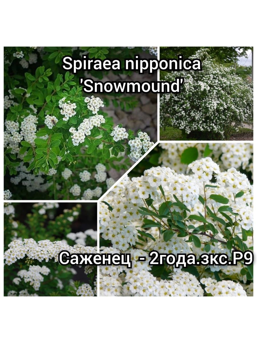 Спирея ниппонская описание. Спирея ниппонская Snowmound. Спирея ниппонская Spiraea nipponica. Спирея ниппонская Сноумаунд (Spiraea nipponica `Snowmound`). Спирея ниппонская Джун Брайд.