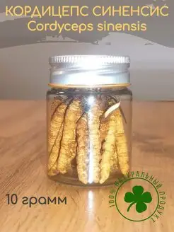 Кордицепс синенсис, cordyceps sinensis 10грамм ПАН БОРОВИК 159439075 купить за 21 270 ₽ в интернет-магазине Wildberries