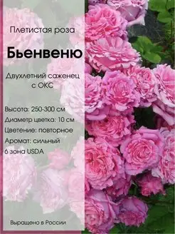 Саженец розы Бьенвеню Dream Roses 159455539 купить за 627 ₽ в интернет-магазине Wildberries