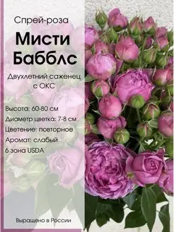 Саженец розы Мисти Бабблс Dream Roses 159488807 купить за 645 ₽ в интернет-магазине Wildberries