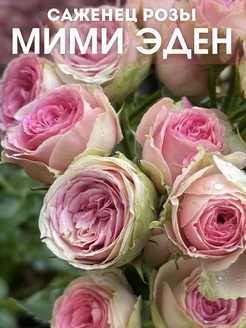 Саженец розы Мими Эден Dream Roses 159488808 купить за 627 ₽ в интернет-магазине Wildberries