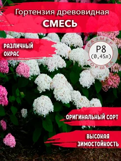 Гортензия древовидная Смесь Садовые Растения 159520322 купить за 346 ₽ в интернет-магазине Wildberries