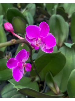 Орхидея фаленопсис не цветущая YASHOP OF ORCHIDS 159612953 купить за 1 404 ₽ в интернет-магазине Wildberries