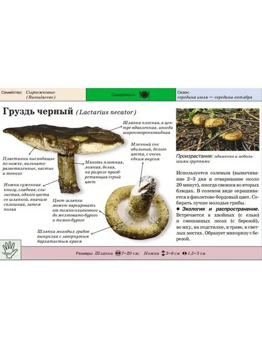 уральский дачник Гриб Груздь черный(мицелий) 30мл, 30 мл, фото 3