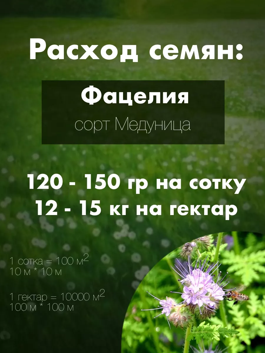 Сидерат фацелия семена 0,25кг сорт Медуница ООО ВЭЛАГРО 159698779 купить за  279 ₽ в интернет-магазине Wildberries