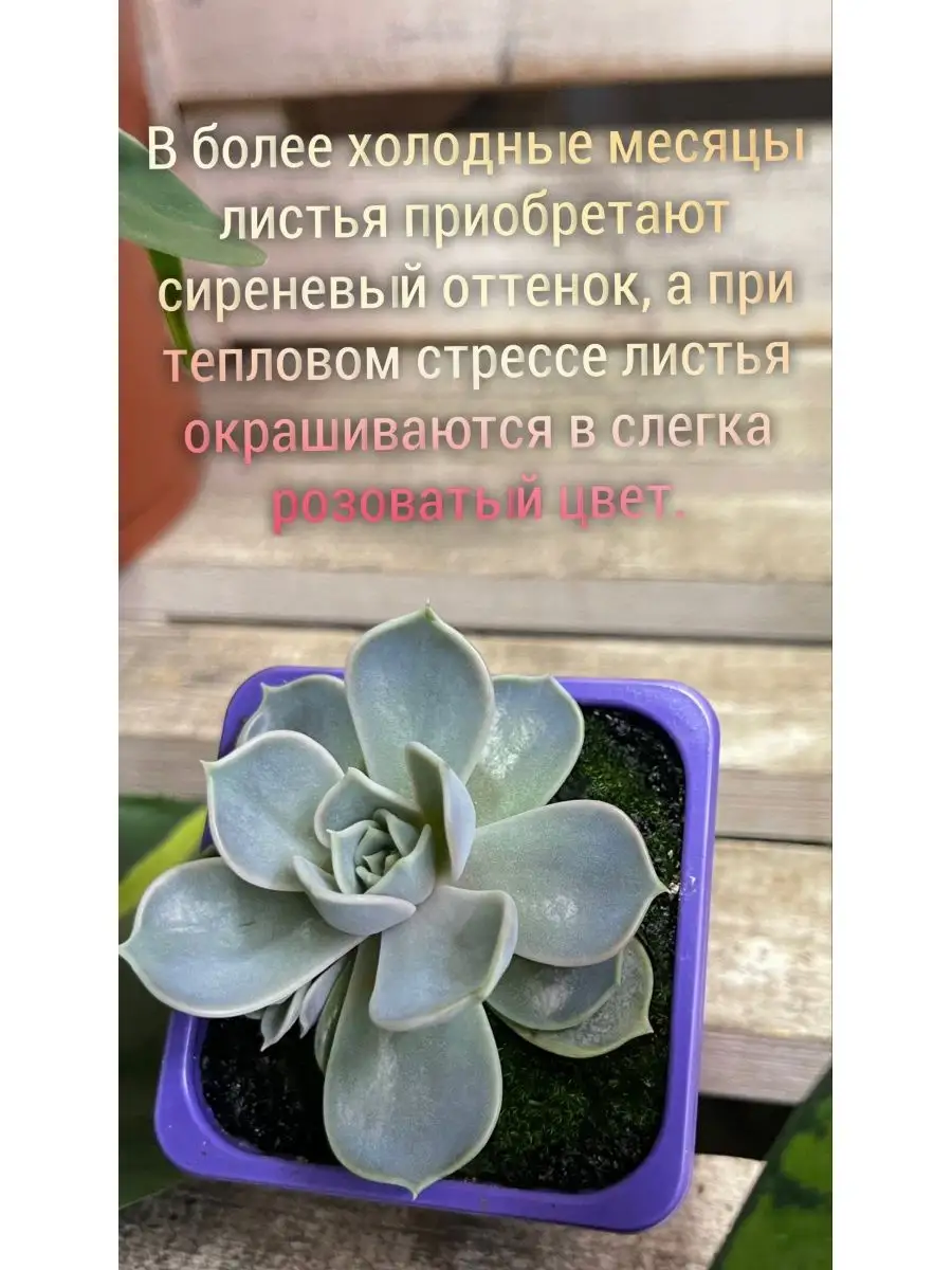 Клумбы из многолетников