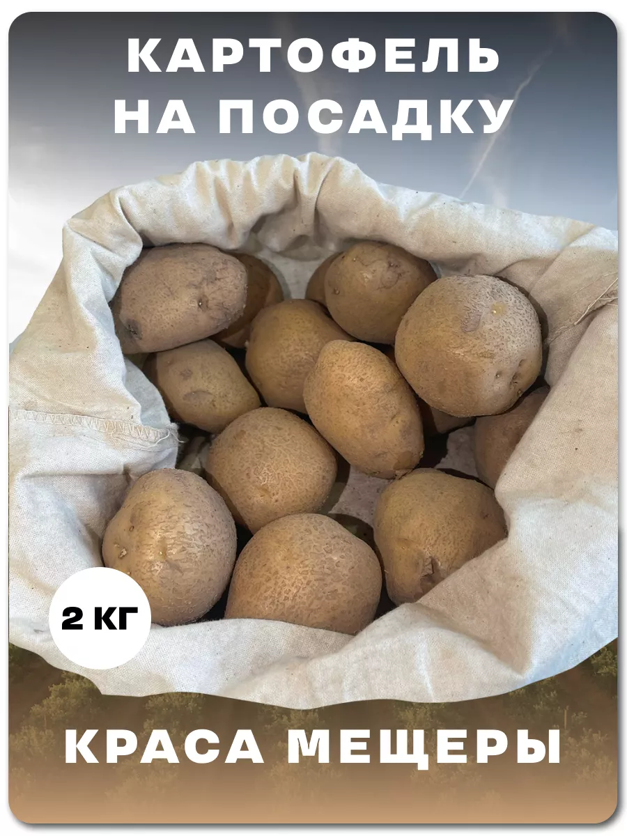 Картофель сорт краса мещеры. Картофель сорт краса мещеры
