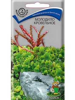 Молодило Каменная Роза многолетник для альпийских горок семена цветов 159846656 купить за 139 ₽ в интернет-магазине Wildberries