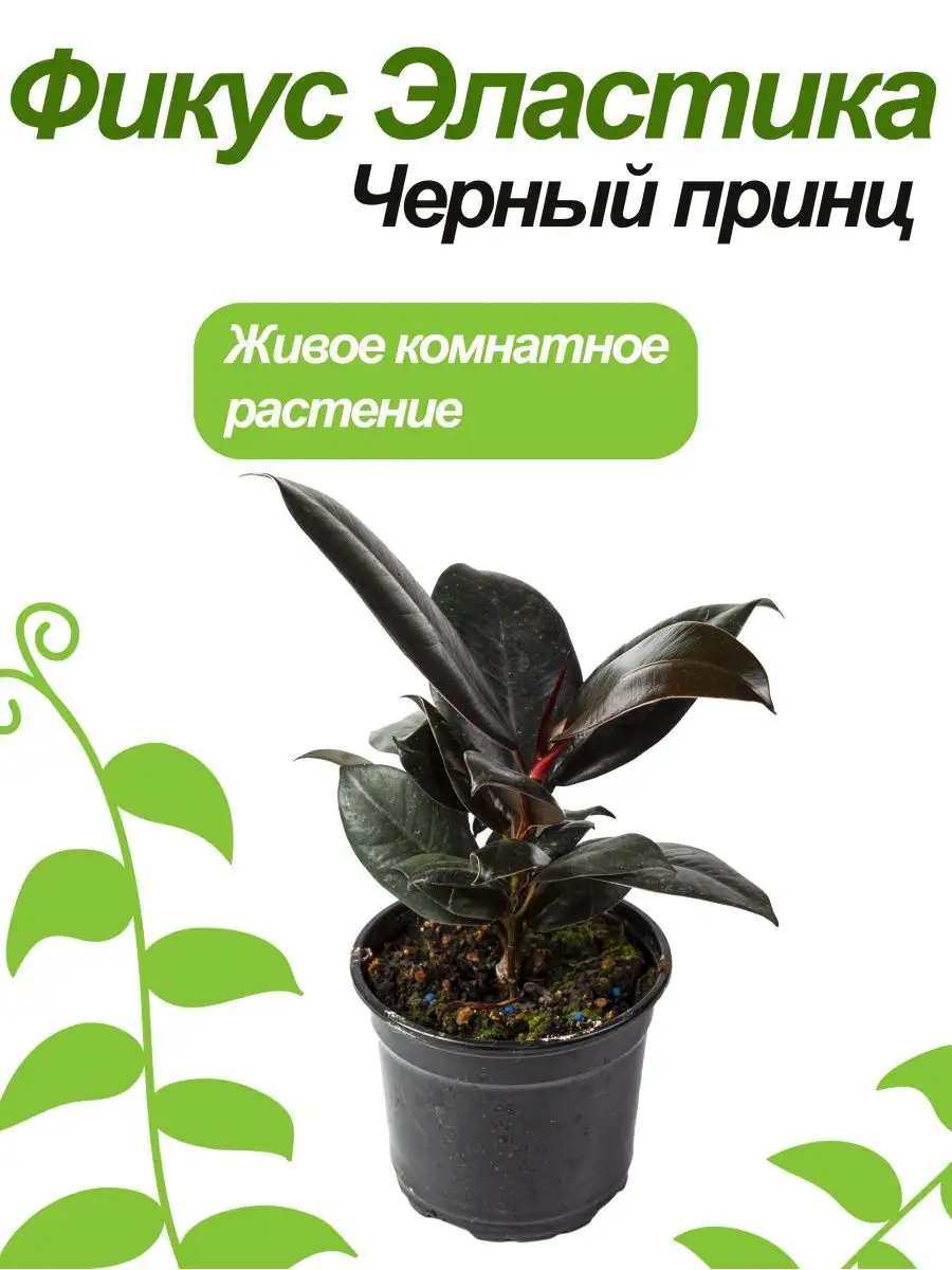 Фикус Черный Принц Green_World 160088724 купить в интернет-магазине  Wildberries