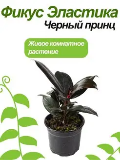 Фикус Черный Принц Green_World 160088724 купить за 868 ₽ в интернет-магазине Wildberries