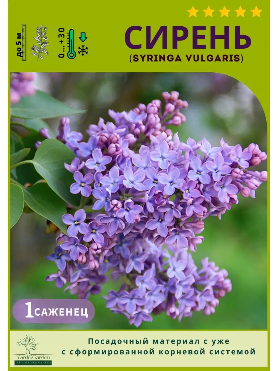 Сирень саженец (Syrínga) Yard&Garden 160117455 купить за 743 ₽ в  интернет-магазине Wildberries