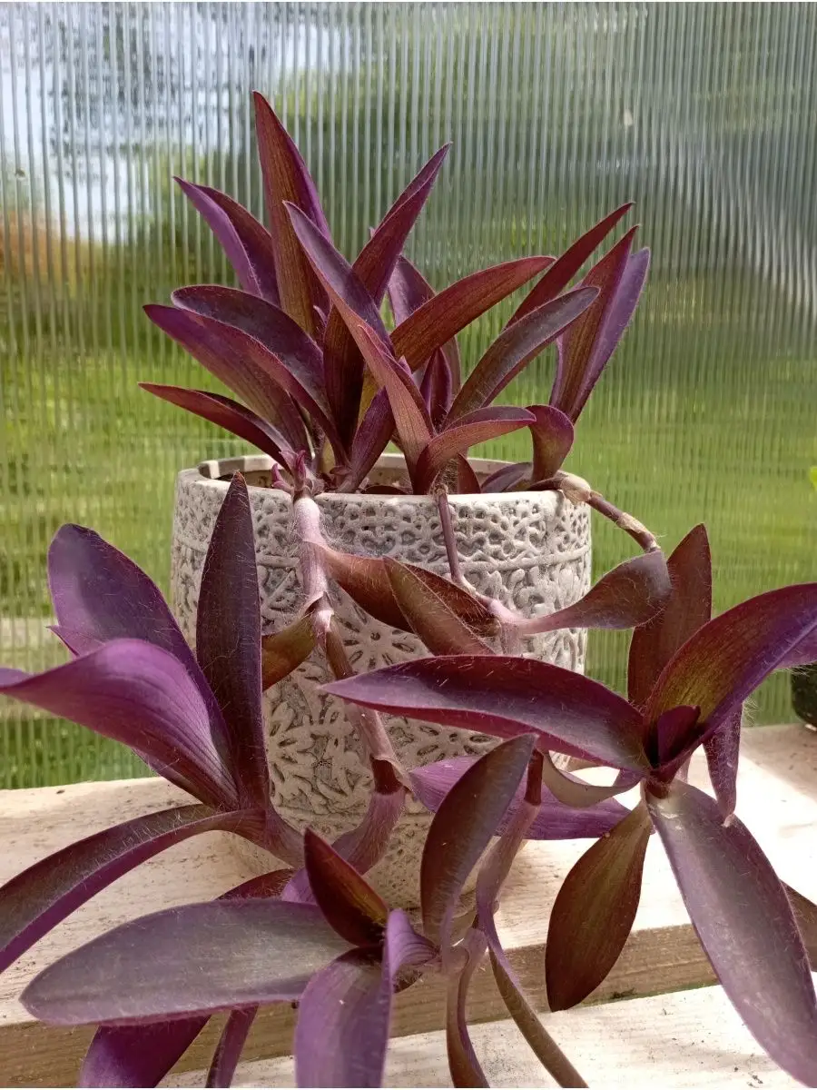 Цветок сеткреазия пурпурная (setcreasea purpurea): фото, уход в домашних условиях
